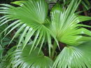 Chinese fountain palm
